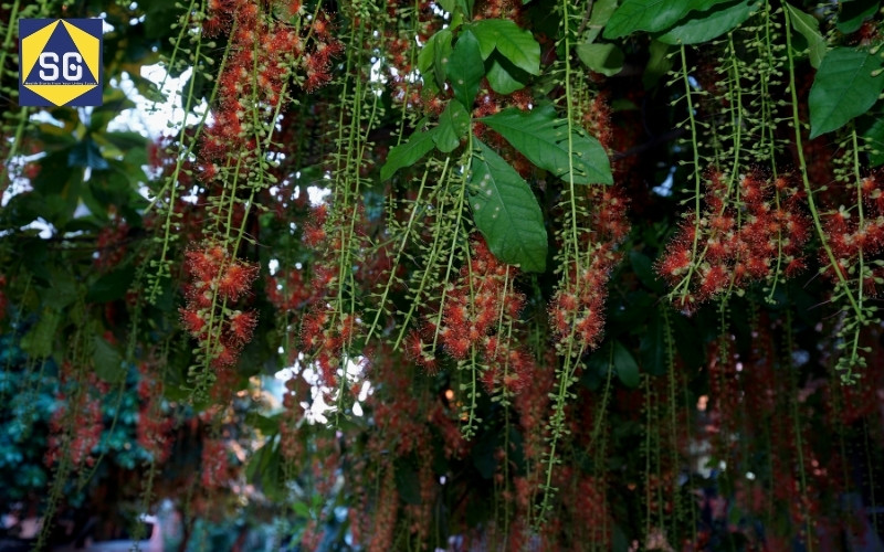 Thiết kế nhà phố có sân vườn
