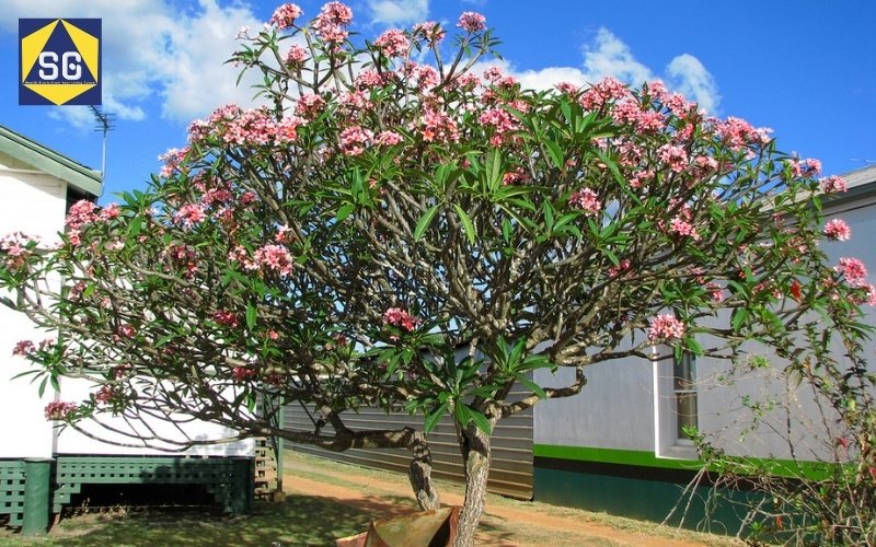 Thiết kế nhà phố có sân vườn