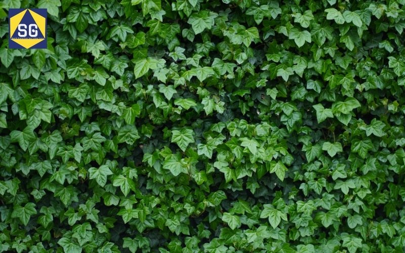 Thiết kế nhà phố có sân vườn