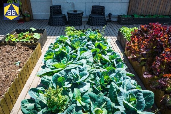 TOP 8 ý tưởng thiết kế vườn rau sau nhà đẹp và sáng tạo 2025
