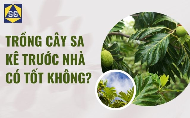 Trồng cây sa kê trước nhà có tốt không?